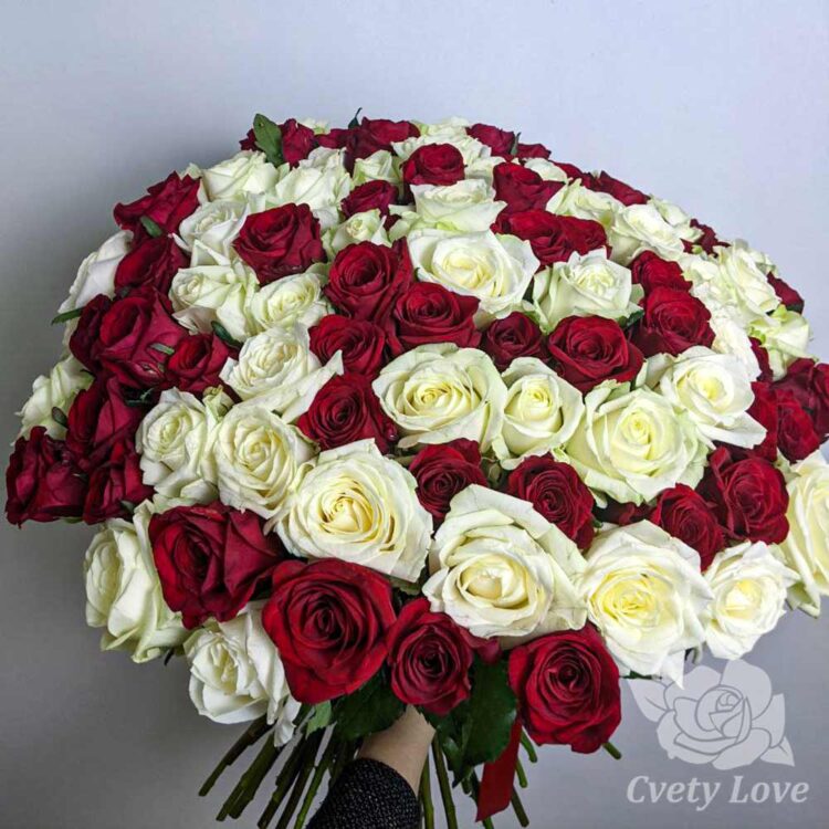 Букет из 101 красной и белой розы под ленту